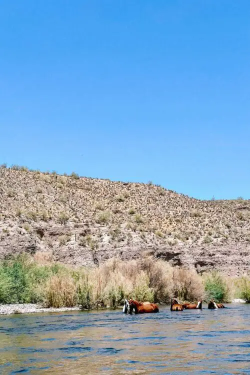 A Complete Guide to Arizona's Salt River Tubing