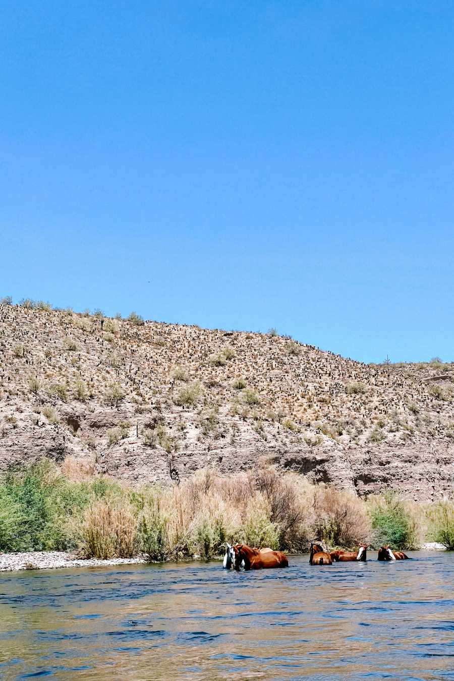 Horses on the water salt river tubing